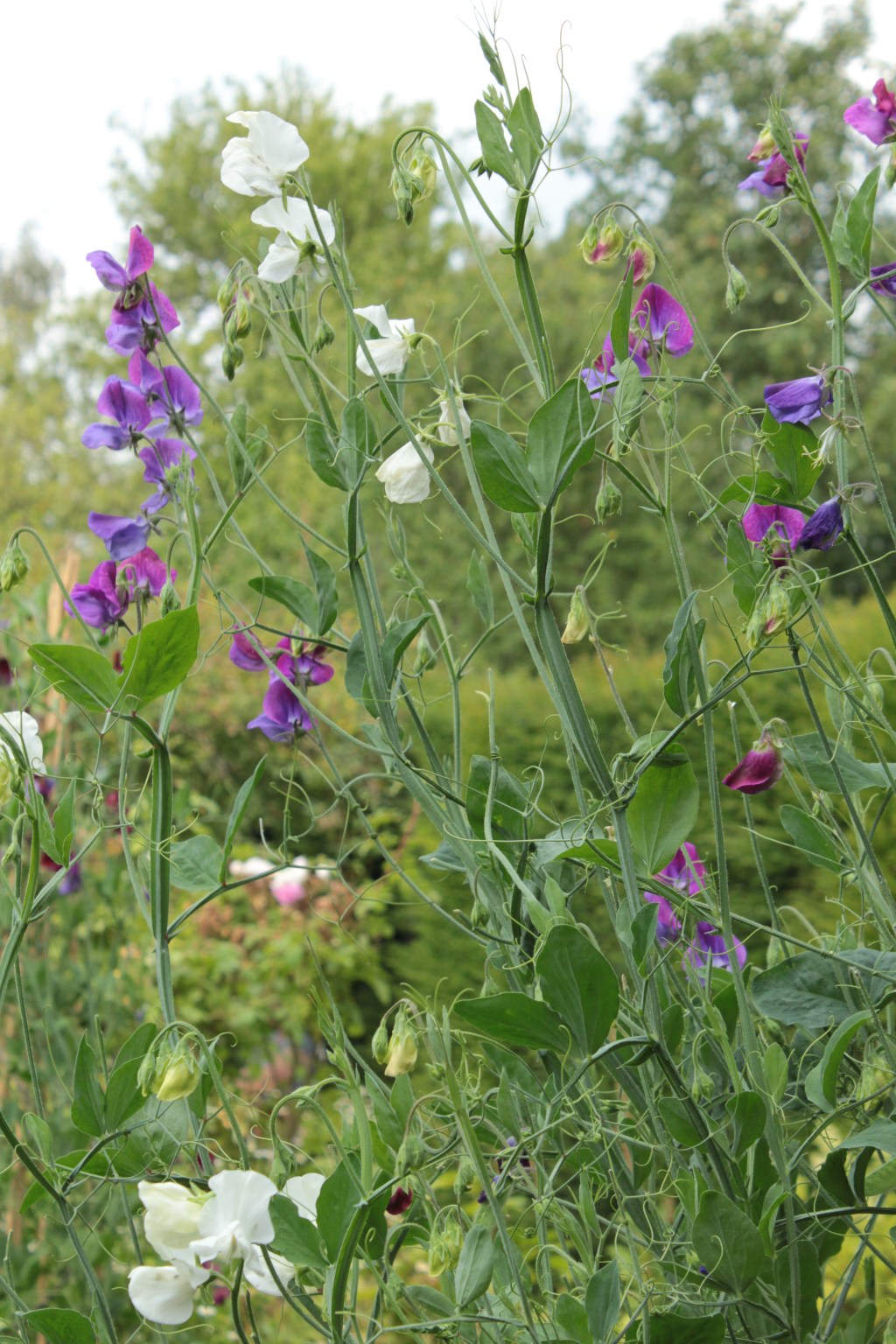 Tower, Train and&nbsp;Tree
