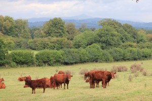 cows copyright cherry potts 2011