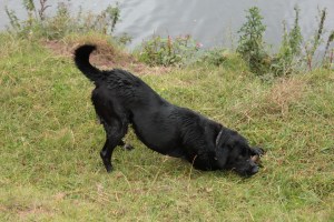 daisy copyright cherry potts 2011