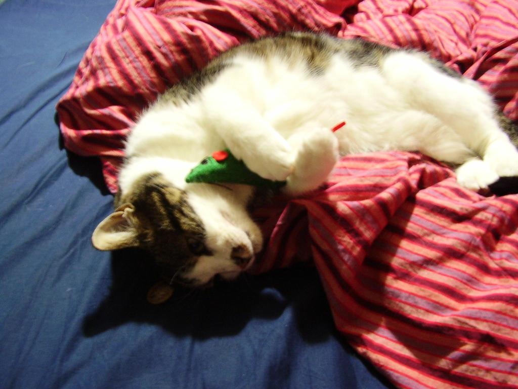 sleeping with more&nbsp;cats