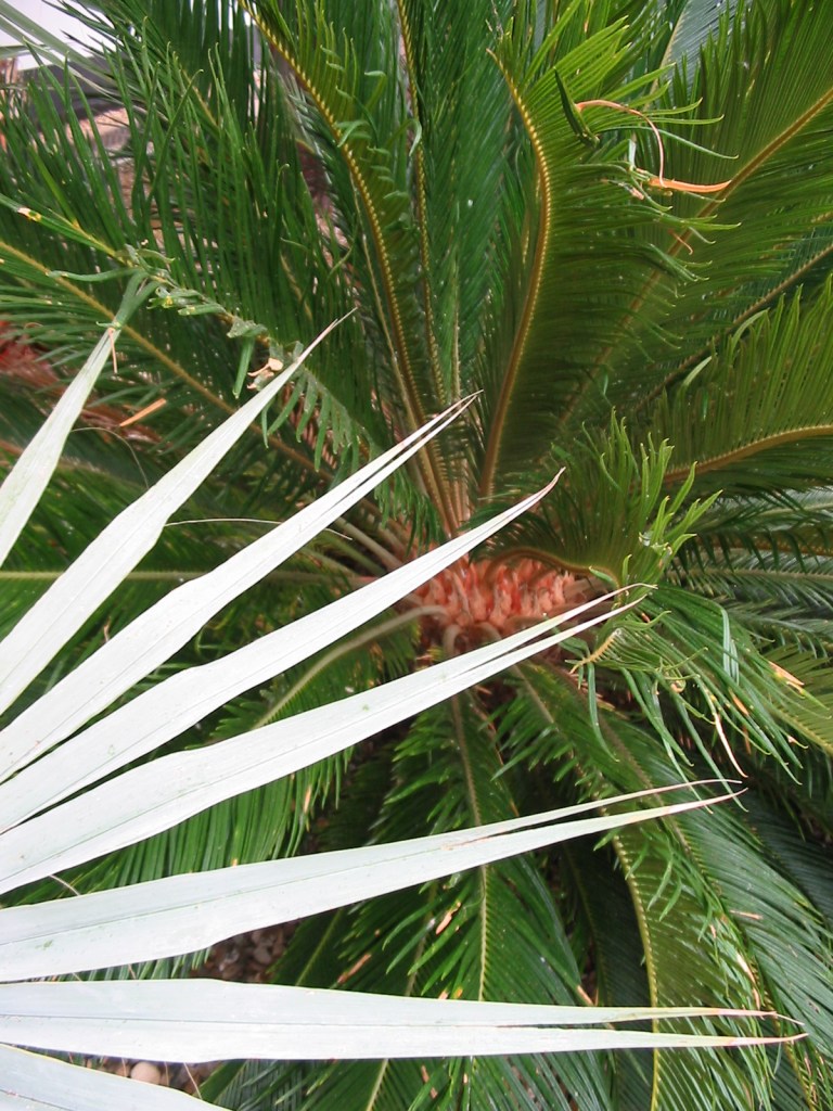 copyright Cherry Potts 2013